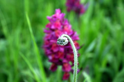 08 0531 orchis sambicina